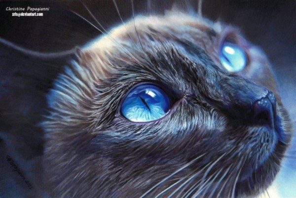 21-cat-hyper-realistic-color-pencil-drawing-by-christina-papagianni.preview