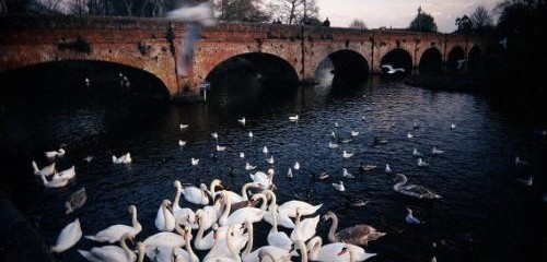 Lovely Photos Of Cute Swans
