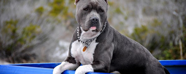 15 Strong Images Of Pitbulls